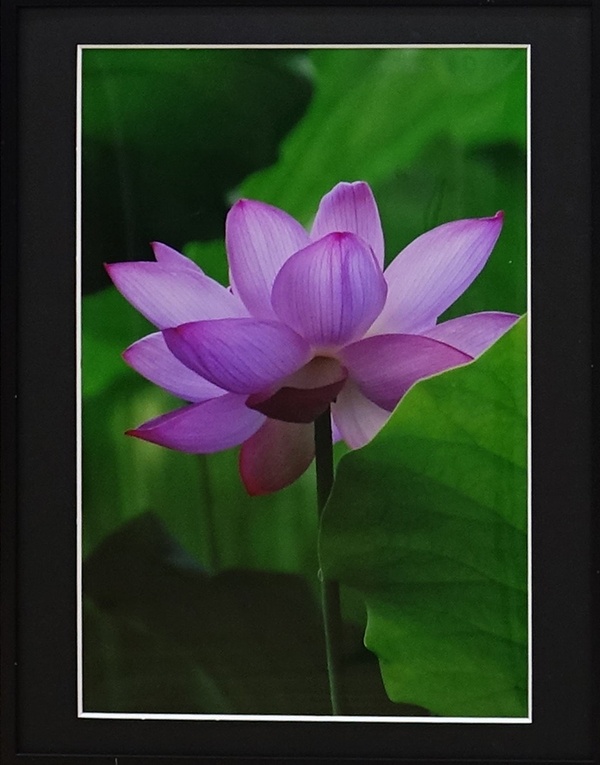 樋口 高士　二十四節気花歴ー七月・大暑　蓮開く