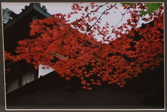 松山 俊明　富士屋ホテル裏庭の紅葉
