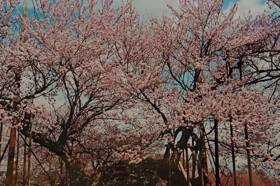 田中 良治　日本三大桜　高山神代さくら